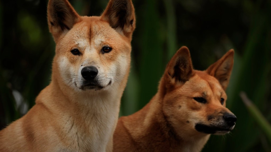 Dingo Dog Breed Information