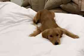 Golden Retriever puppy video.