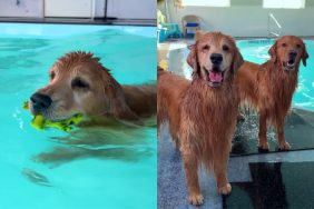 Viral video of dog in indoor pool.