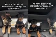 Video of pups’ first car ride.