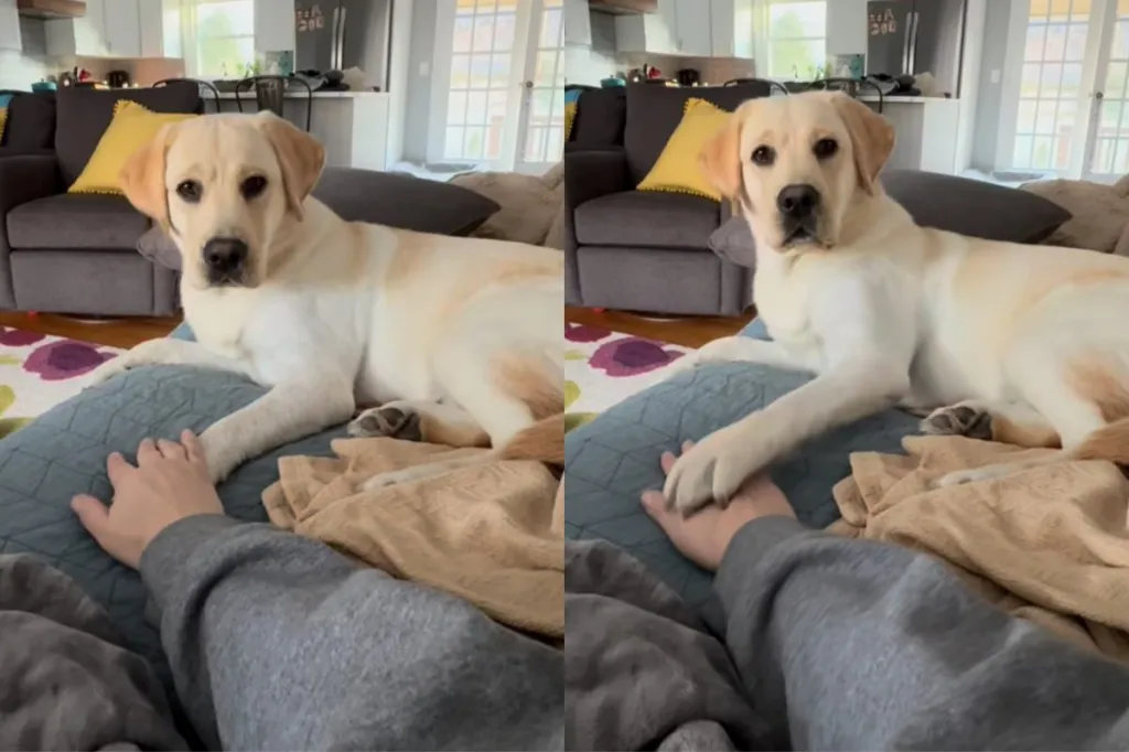 Video of dog’s paw war