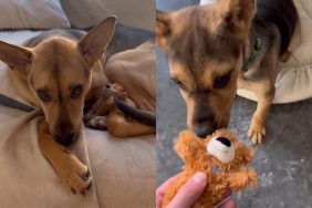 Video of rescue dog with his first toy.