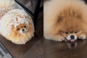 Video of Pomeranian dog covered in snow.