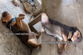 Video of dog sleeping.