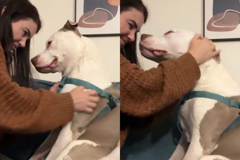 Video of Rescue Pit Bull.