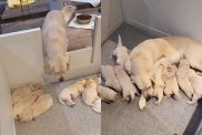 Video of newborn puppies with dog mom