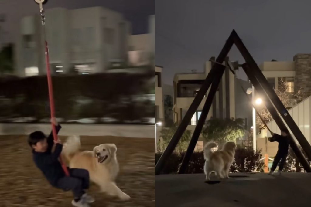 Video of dog at the playground.