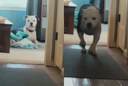 Video of rescue dog reacting to song.