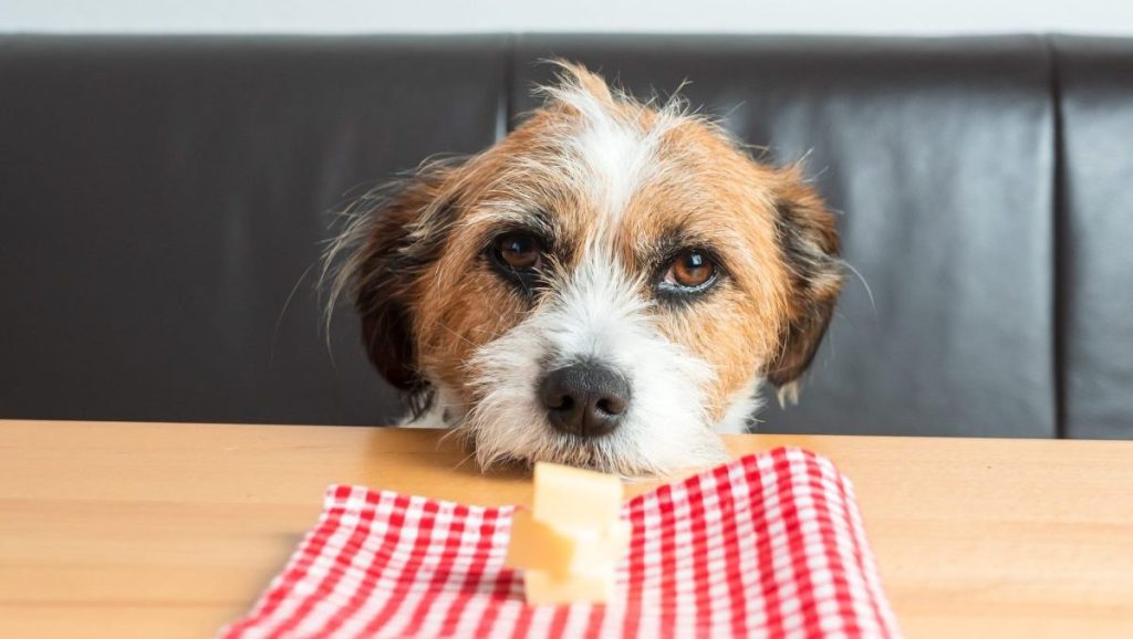 A dog looks longingly at a piece of swiss cheese on a red gingham napkin.