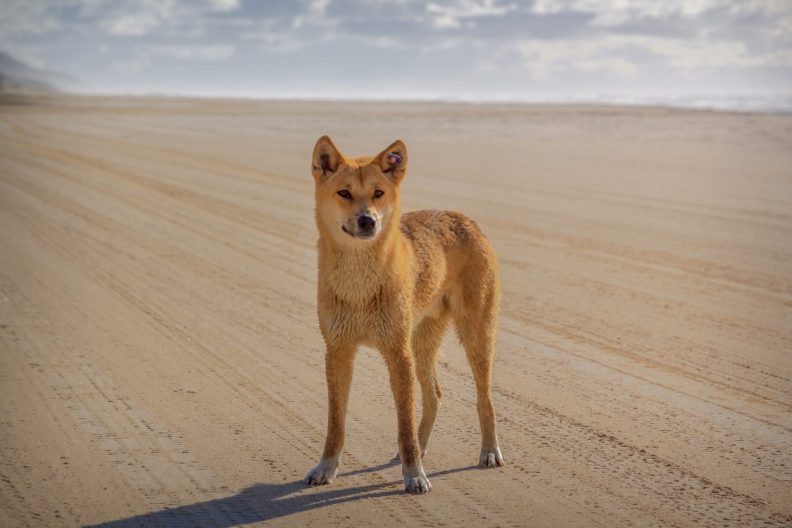 Is it legal to own a pet dingo in the US? (Photograph of a dingo standing on Fraiser Island in Australia)