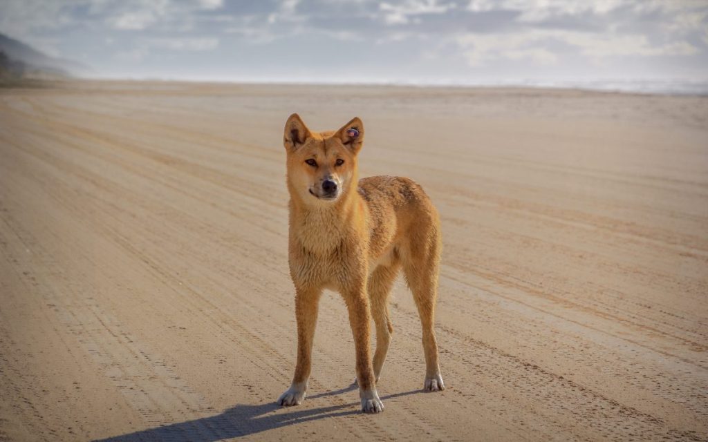 Is it legal to own a pet dingo in the US? (Photograph of a dingo standing on Fraiser Island in Australia)