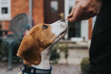 Young Beagle puppy being rewarded for good behaviour with a dog treat is an example of positive reinforcement training, one of the most popular dog training methods.