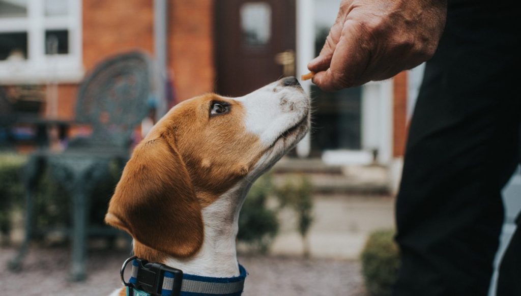 Young Beagle puppy being rewarded for good behaviour with a dog treat is an example of positive reinforcement training, one of the most popular dog training methods.