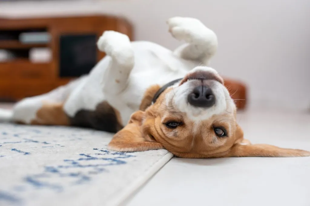 A Beagle, one of the gassiest dog breeds, may require the use of Simethicone to treat gas symptoms. In this photo, a cute Beagle is laying on her back.