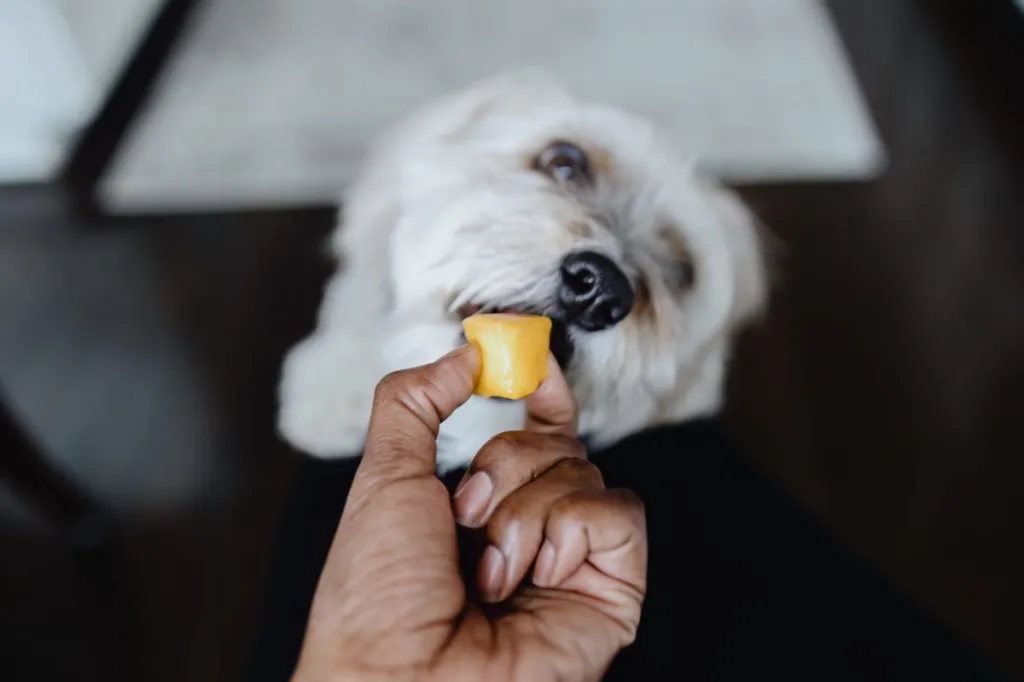 Woman Feeds Her Dog a Piece of Cantaloupe