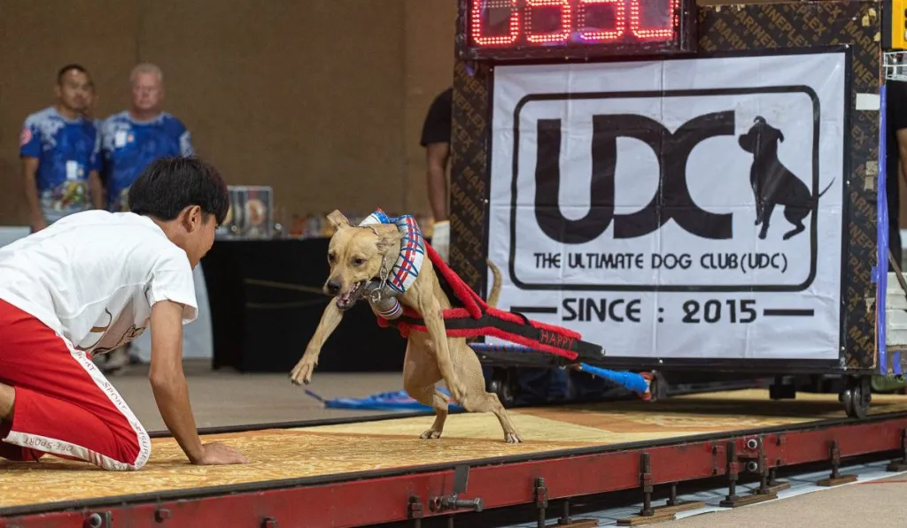 A photograph of a Pitbull dog during a dog weight pulling competition in Bangkok, Thailand.