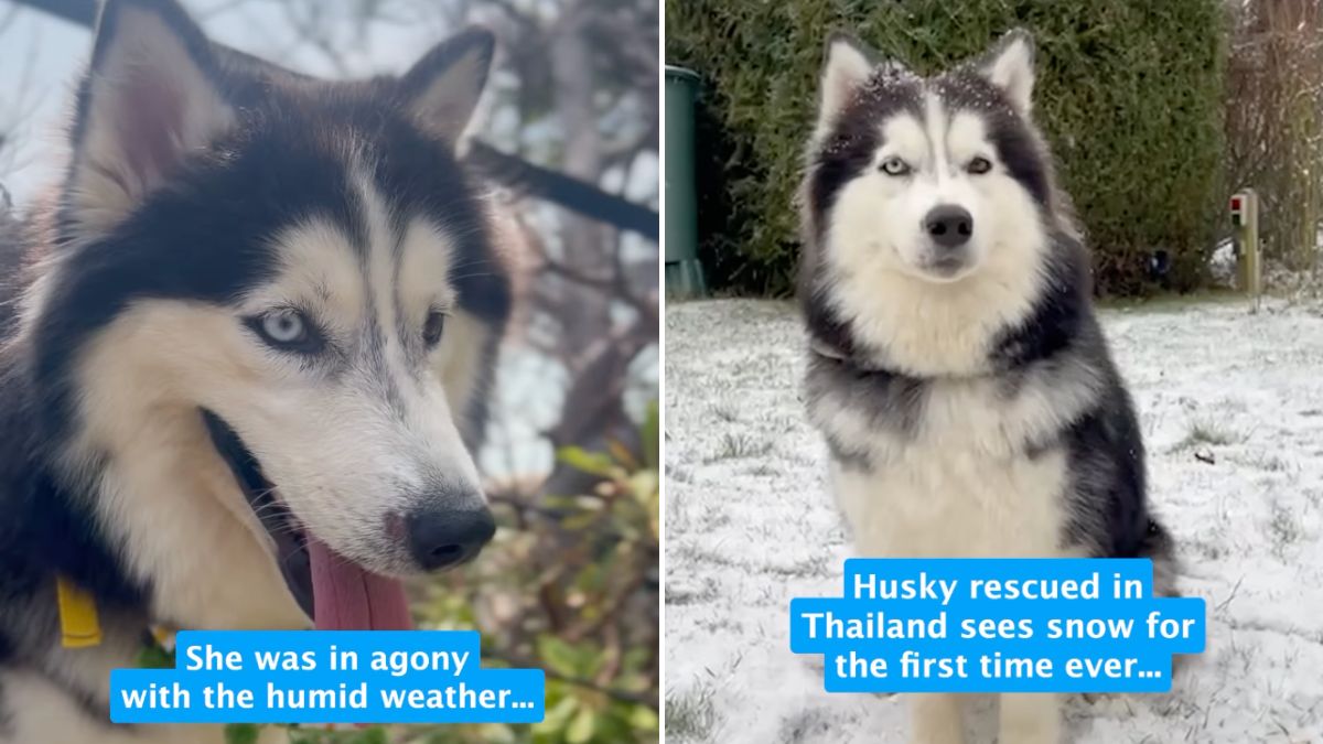 Video of Rescue Dog Experiencing First Snow Gets Heartwarming Reaction ...