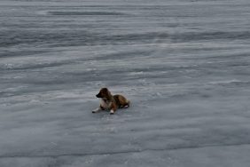 Dog on icy lake.