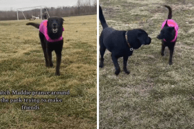 dog in a park