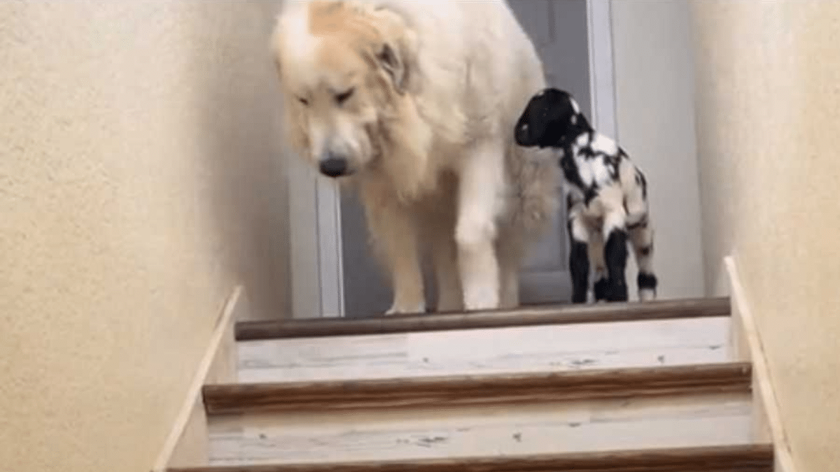 Video of Dog Being In Love With Goat Goes Viral - DogTime
