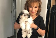 Joy Behar Dog Bernie Age Breed How Old Shih Tzu