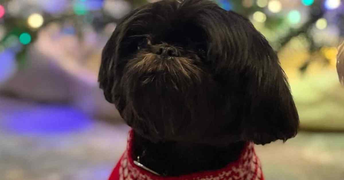 Kelly Ripa & Mark Consuelos's Dog Lena: Breed, Age, and More - DogTime