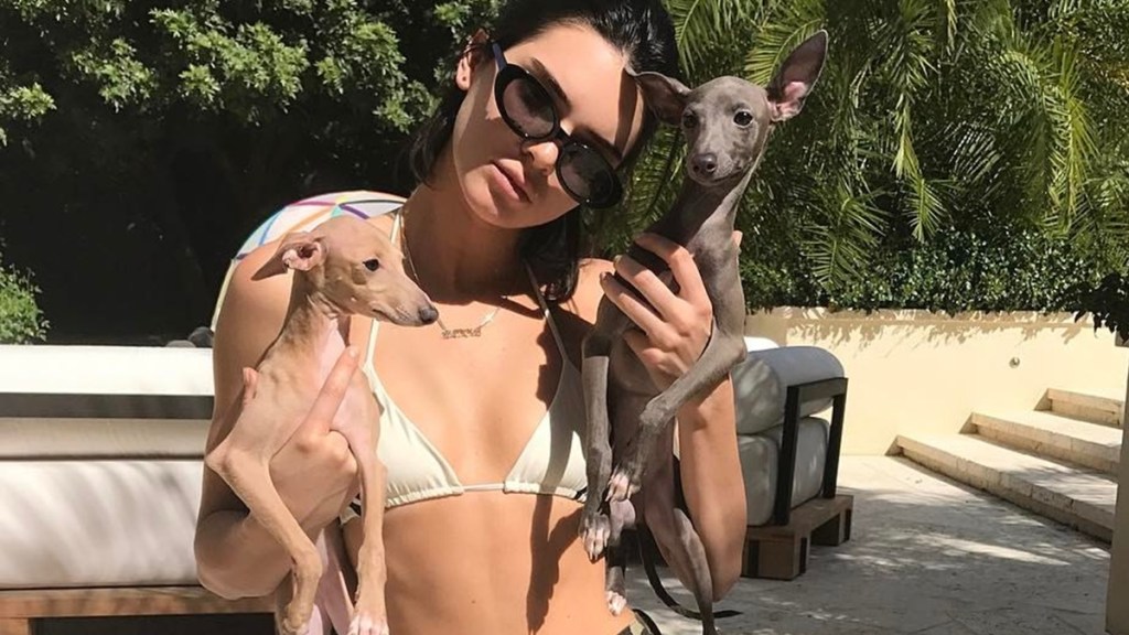 Kylie Jenner Dog Breeds Ages Greyhounds Puppies How Old Many