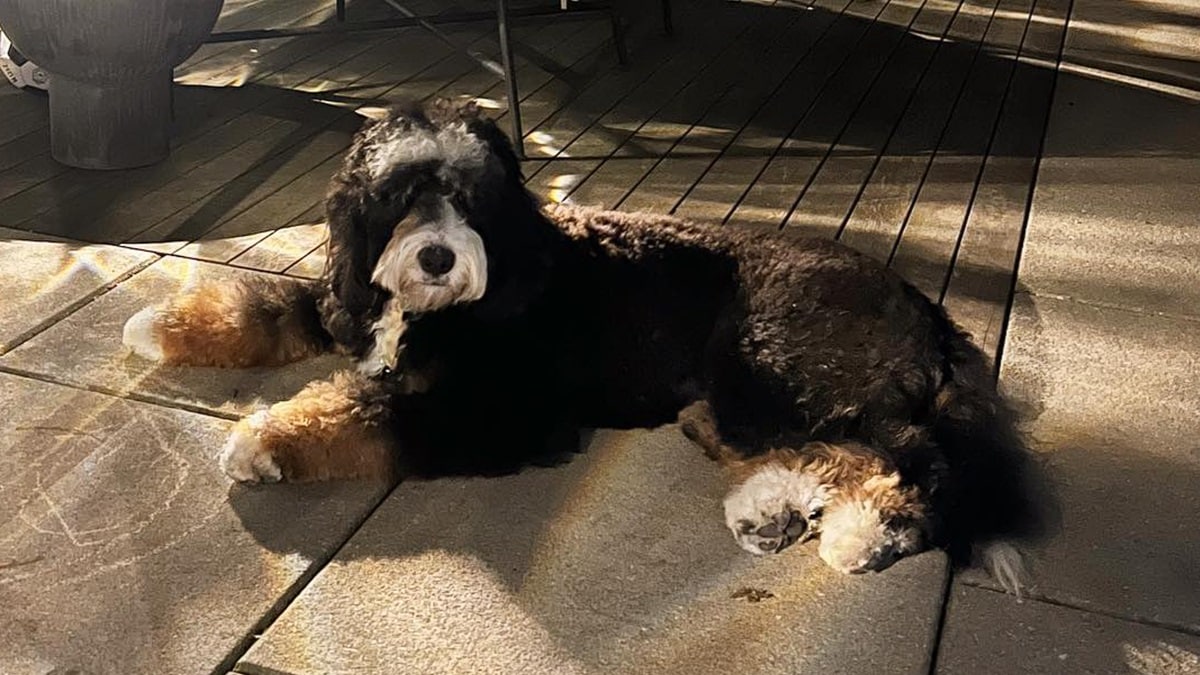 Tamron Hall's Dog Exodus: Breed, Age, and More - DogTime