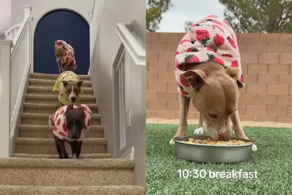 Video of dogs’ morning routine.