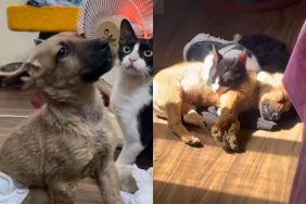 Specially-abled puppy and cat.