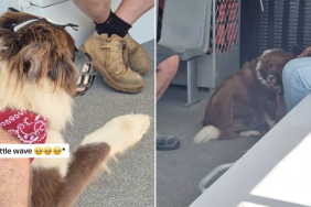 Dog waving on ferry