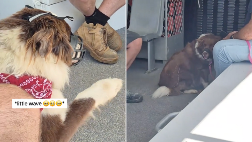 Dog waving on ferry