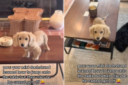 dog jump table Dachshund TikTok video