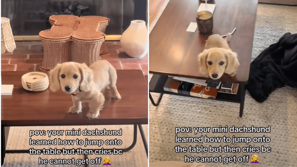 dog jump table Dachshund TikTok video