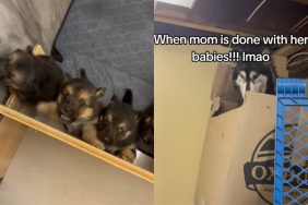 Video of mama dog and puppies.