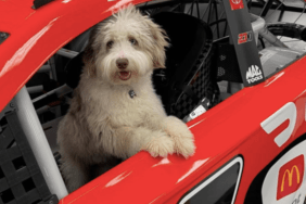 Bubba Wallace's Dog Asher