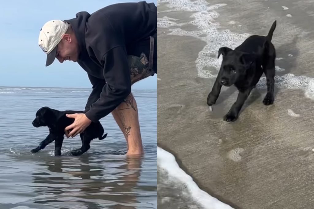 Video of foster puppy at beach.