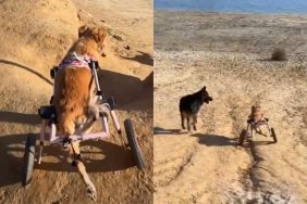 Dog with wheelchair running on the beach.