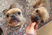 Video of rescue dog eating strawberries.