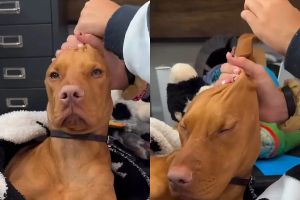 Video of dog’s ear massage.