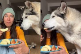 Dog eating apple slices.