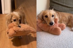 Dog with his stuffy.