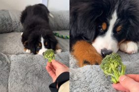 Video of dog’s reaction to broccoli.