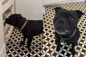 Video of dog asking for treats.