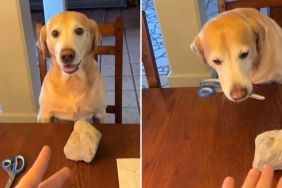 dog rock paper scissors video