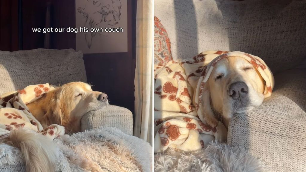 dog couch video