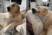 Dog waking up his human