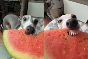 Dog munching on watermelon