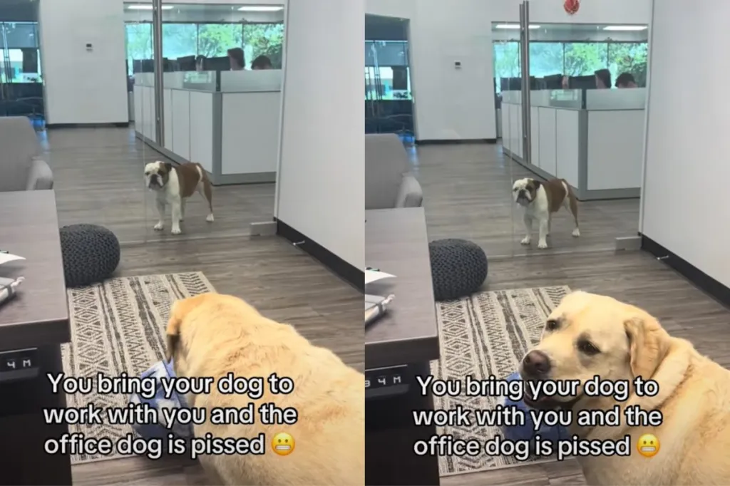 Office dog