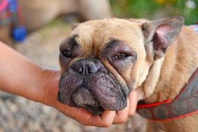 French Bulldog dog with swollen eyes and red puffy face after suffering an allergic reaction